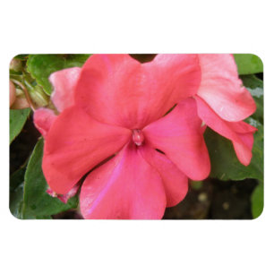 Roze impatiens langzamer Macro Premium Magnet Magneet
