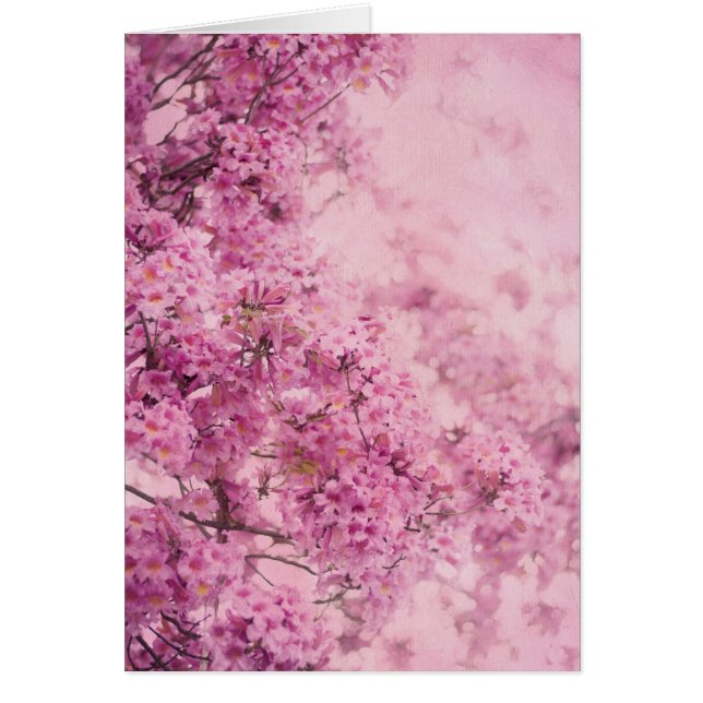 Roze in roze (Voorkant)