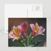 Roze inca Lily bloemen en betekenis Briefkaart (Voorkant / Achterkant)