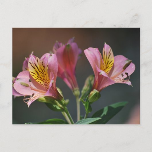 Roze inca Lily bloemen en betekenis Briefkaart (Voorkant)