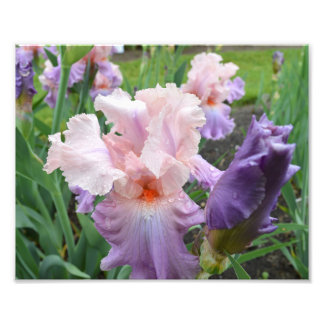 Roze Iris 10-inch x8-inch foto afdrukken Afdruk