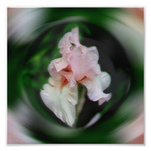 Roze Iris Bloem Abstracte Art 8x8 Foto Afdruk