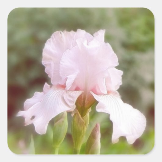 Roze iris - ijdelheid vierkante sticker (Voorkant)