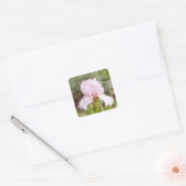 Roze iris - ijdelheid vierkante sticker (Envelop)