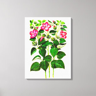 Roze Italiaanse Hibiscus bloemen Canvas Afdruk