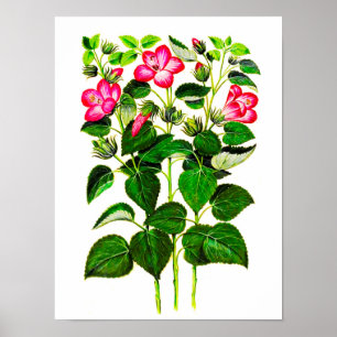 Roze Italiaanse Hibiscus-bloemen,  gedrukt Poster