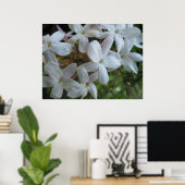 Roze Jasmine Flowers Poster (Thuiskantoor)