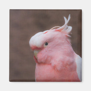 Roze kakker magneet