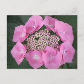Roze Kant Pet Hydrangea Briefkaart (Voorkant)