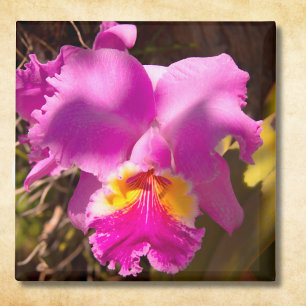 Roze karmozijnrode Cattleya-orchidee Magneet