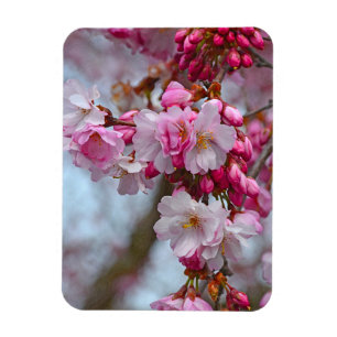 Roze kersbloesems magneet