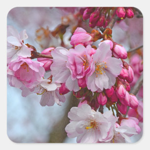 Roze kersbloesems vierkante sticker