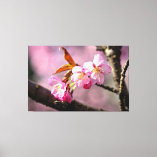 Roze Kersenbloesem op een boom in de lente Canvas Afdruk