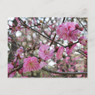 Roze Kersenbloesem / Sakura / サクラ(桜) Briefkaart