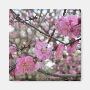 Roze Kersenbloesem / Sakura / サクラ(桜) Magneet