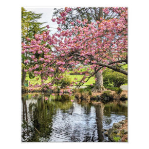 Roze Kersenbloesems en Vijver Fotografisch Foto Afdruk