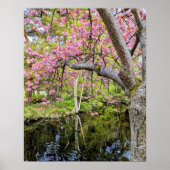 Roze Kersenbloesems Langs Vijver Poster (Voorkant)