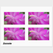 Roze kerstcactus bloom rechthoekige sticker (Vel)