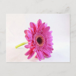 roze kiezelsteen op wit briefkaart