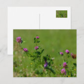 Roze klaver op groene weide. briefkaart (Voorkant / Achterkant)
