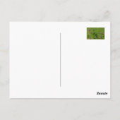 Roze klaver op groene weide. briefkaart (Achterkant)
