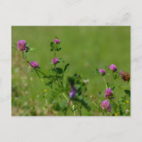 Roze klaver op groene weide.
