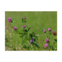 Roze klaver op groene weide.