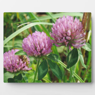 Roze klaver Wilde bloem - Trifolium pratense Fotoplaat