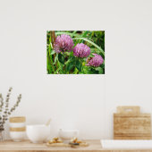 Roze klaver Wilde bloem - Trifolium pratense Poster (Keuken)