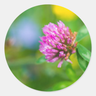 Roze klaverbloem ronde sticker