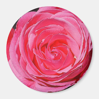 Roze klimmende Roos Magneet