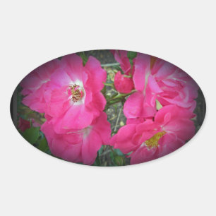 Roze klimmende Roos Ovale Sticker