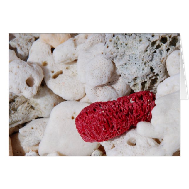 Roze koraal (Voorkant Horizontaal)