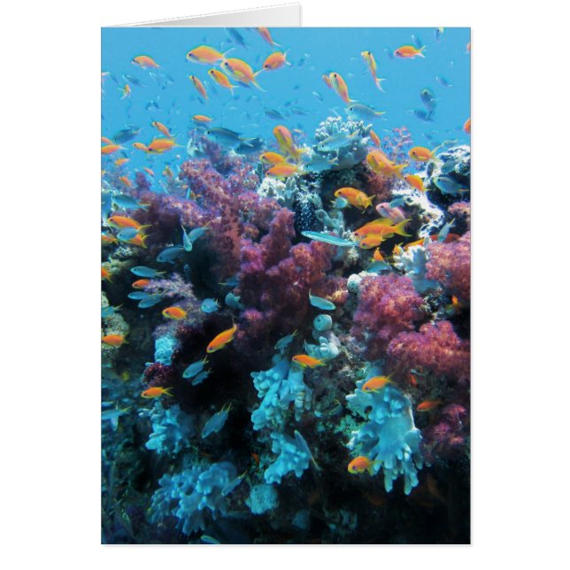 Roze koraal (Voorkant)