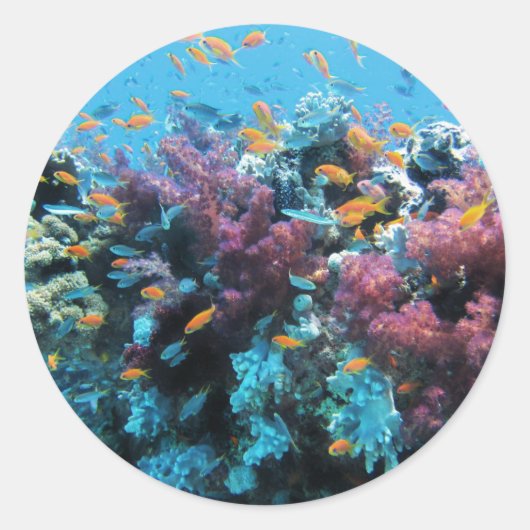 Roze koraal ronde sticker (Voorkant)