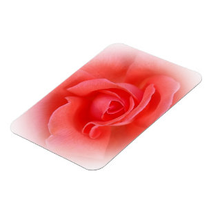 roze koraal roos magneet