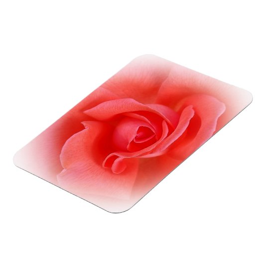 roze koraal roos magneet (Linkerzijde)