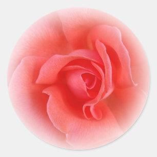 roze koraal roos ronde sticker