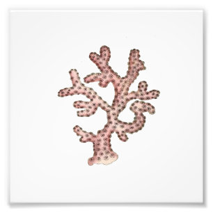 Roze koraal Zee Ocean Nautical Bathroom Foto Afdruk