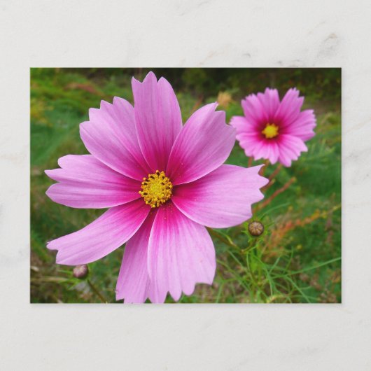 Roze kosmos bloemen briefkaart (Voorkant)