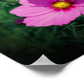 Roze kosmos Flowers Poster (Hoek)