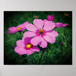 Roze kosmos Flowers Poster