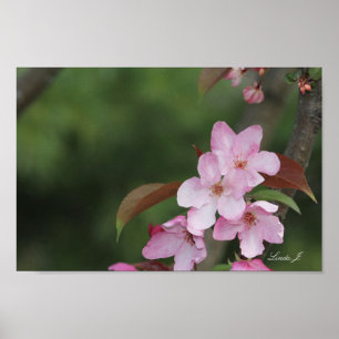 Roze krab Apple Blossom Canvas of Poster