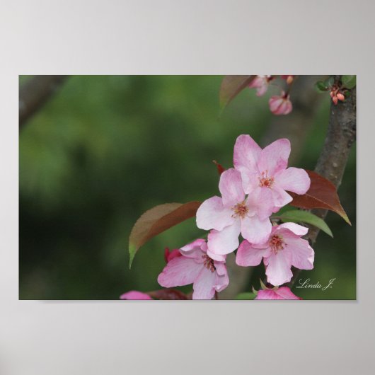 Roze krab Apple Blossom Canvas of Poster (Voorkant)