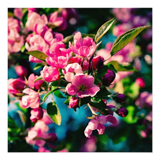 Roze krab Apple Flowers Foto Afdruk (Voorkant)