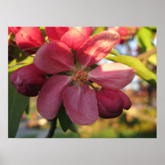 Roze krab Apple Tree Flower Poster