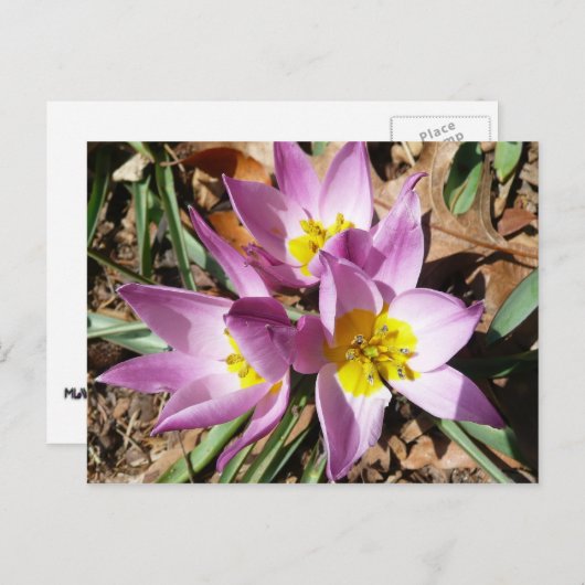 Roze krokodilentekoraal briefkaart (Voorkant / Achterkant)