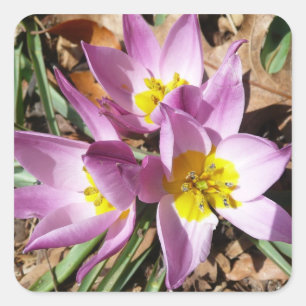 Roze krokodilentekoraal vierkante sticker