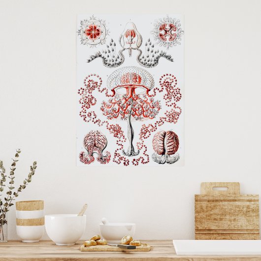 Roze kwal - Ernst Haeckel Poster (Keuken)