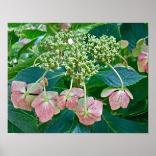 Roze Lace-Cap Hortensia Bloesems - Poster